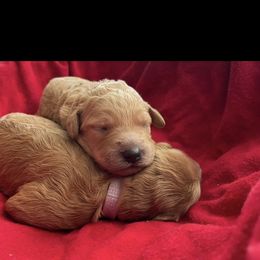 Goldendoodle Puppies from Stolt Southern Doodles