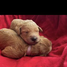 Goldendoodle Puppies from Stolt Southern Doodles