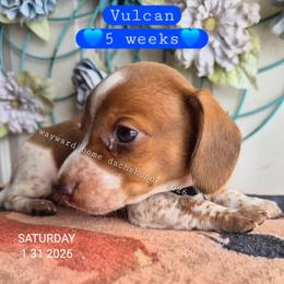 Vulcan - Piebald male Dachshund puppy in Harrodsburg, Kentucky from Wayward Home Dachshunds