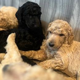 Poodle Puppies from CURLS KENNEL