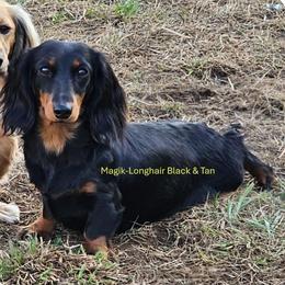 Magic - Dachshund