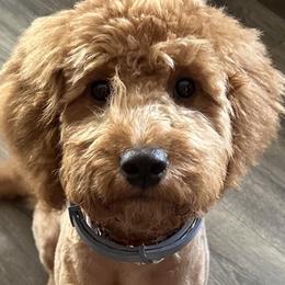 Gracie - Goldendoodle