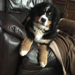 Bernese Mountain Dog Puppies from Carma Que’s Bernese Mountain Dogs