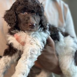 Tommy - Parti male Poodle puppy in Spring Hills, Florida from The Olympus Standard Poodle