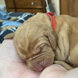 Vizsla Puppies from Carlson Vizslas