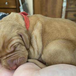 Vizsla Puppies from Carlson Vizslas