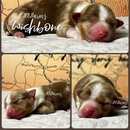 (5) Wishbone - Red merle female Miniature Australian Shepherd puppy in Huntington, Texas from JKKJ Farms