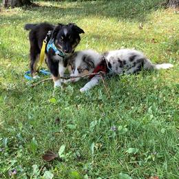 Miniature Australian Shepherd Puppies from Mill Creek Miniature Australian Shepherd
