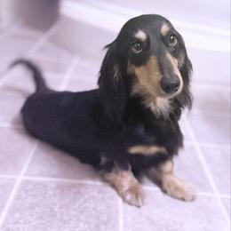 Robin - Dachshund