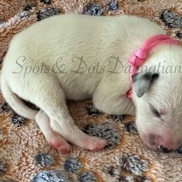 Light Pink - White and black female Dalmatian puppy in Jacksonville, North Carolina from Spots and Dots Dalmatians
