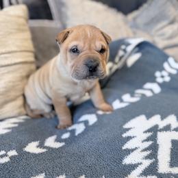 Spider - Fawn male Chinese Shar-Pei puppy in Lehigh Acres, Florida from Florida Wrinkles