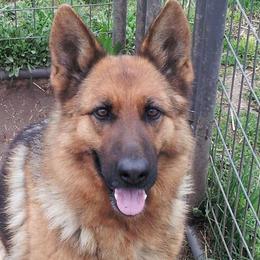 German Shepherds from Karen Outhier's German Shepherds