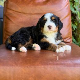 Cali - Tri-color female Bernedoodle puppy in Tulsa, Oklahoma from The Poodle Co. Raising Doodles & Poodles