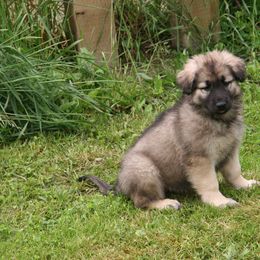 Shiloh Shepherd Puppies from Solace Shilohs