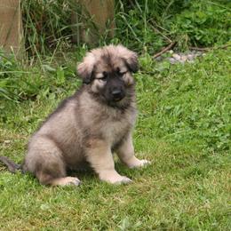 Shiloh Shepherd Puppies from Solace Shilohs