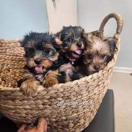 Yorkshire Terrier Puppies from Port City Yorkies LLC
