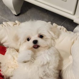 Cavapoo, Maltese, Maltipoo, and Poodle Puppies from Mt.BakerPoodles&Doodles