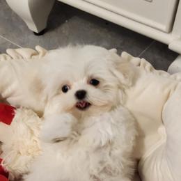 Cavapoo, Maltese, Maltipoo, and Poodle Puppies from Mt.BakerPoodles&Doodles