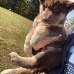 Siberian Husky Puppies from Siberian Huskies-Beckham the Great