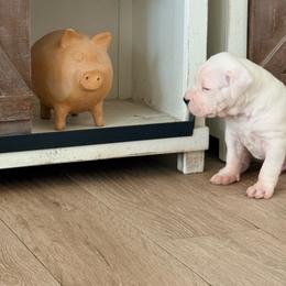 White - White male Dogo Argentino puppy in Bayview, Texas from Casa de la Bahia