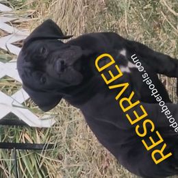 AdoraBoerboels Black Mamba - Black Boerboel puppy in Machesney Park, Illinois from Adoraboerboels