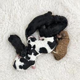 Dorthy - Black female Poodle puppy in Lancaster, Missouri from Cavapoo Acres