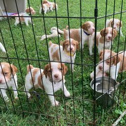 Brittany Puppies from Fox Mtn Brittanys