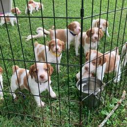 Brittany Puppies from Fox Mtn Brittanys