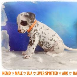 Nemo (LUA Liver Shortcoat) - White and liver brown male Dalmatian puppy in Salem, Missouri from Paradise Spots Dalmatians