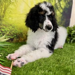 Bald Eagle - Phantom male Poodle puppy in Middlebourne, West Virginia from El Silencio Standard Poodles