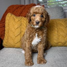 Sweet Pea - Red  female Goldendoodle puppy in Murrieta, California from Apricot Poodles & Goldendoodles, LLC