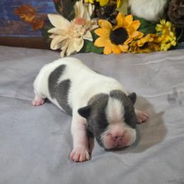 Bosley - Blue male Boston Terrier puppy in Kingsport, Tennessee from Irish Heart Bostons
