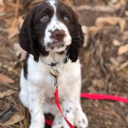 English Springer Spaniel Puppies from South Fork Springers