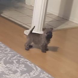 Cairn Terrier Puppies from Cairnforyou