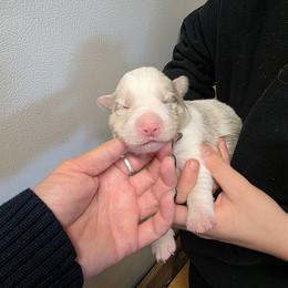 Dottie - Lilac merle female Border Collie puppy in Ripley, Oklahoma from Adventure5 Border Collies