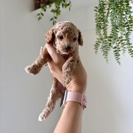 Polar - Red  female Poodle puppy in Pleasant Grove, Utah from Destination Doodles