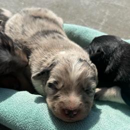 Dozer - Blue merle male Border Collie puppy in North Lakeport, California from Wild Rose Ranch