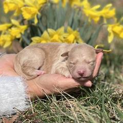 Valentino - Gold male Bordoodle puppy in Conway, Missouri from 2J 2K Bordoodles