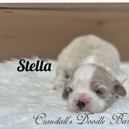 Still - Buff and white female Cockapoo puppy in Payson, Utah from Crandall’s Doodle Barn