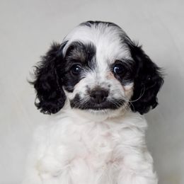 Jade - Black and white female Cockapoo puppy in Ellensburg, Washington from Dawn to Dusk Cockapoos