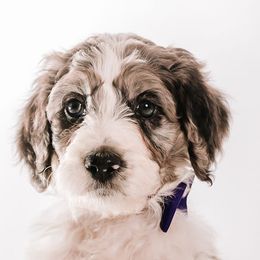 Purple - "Wilbur" - Bernedoodle puppy from Shabbey Sheek Bernedoodles