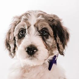Purple - "Wilbur" - Bernedoodle puppy from Shabbey Sheek Bernedoodles
