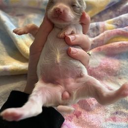 Chihuahua Puppies from Hawk's Eye Homestead