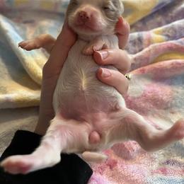 Chihuahua Puppies from Hawk's Eye Homestead