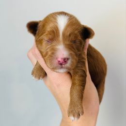 Girl 2 - Red  female Goldendoodle puppy in Auburn, Indiana from Martin’s Doodles