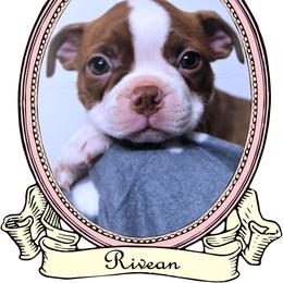 Baby Rivean - Red female Boston Terrier puppy in Kingsport, Tennessee from Sleepwalker Bostons