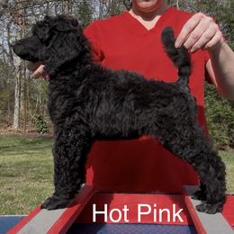 Hot Pink - Black female Poodle puppy in Tullahoma, Tennessee from Urban Hero Poodles