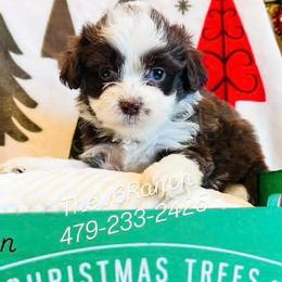 Aussiedoodles, Bernedoodles, Goldendoodles, and Sheepadoodles from V6 Ranch Dogs