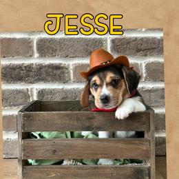 Boy 5 - Beagle puppy from Southern Charm Beagles