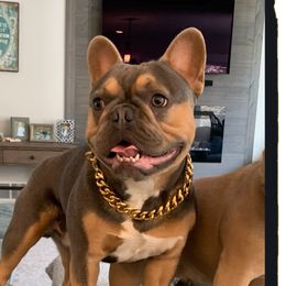 Axle - French Bulldog